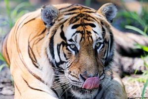 CHINA-HEILONGJIANG-HARBIN-DIA INTERNACIONAL DEL TIGRE