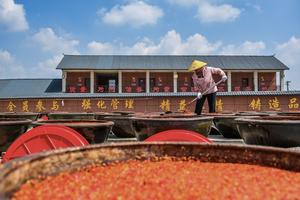 CHINA-HUNAN-SHUANGFENG-SALSA DE CHILE-PREPARACION