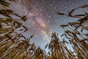 CHINA-HEILONGJIANG-HARBIN-CIELO ESTRELLADO-FRUTAS Y CULTIVOS