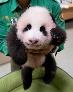 REPUBLICA DE COREA-EVERLAND-CACHORRO DE PANDA GIGANTE