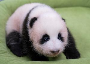 REPUBLICA DE COREA-EVERLAND-CACHORRO DE PANDA GIGANTE