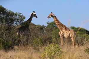 SUDAFRICA-KWAZULU-NATAL-PARQUE HLUHLUWE-IMFOLOZI
