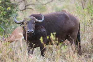 SUDAFRICA-KWAZULU-NATAL-PARQUE HLUHLUWE-IMFOLOZI