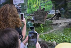 RUSIA-MOSCU-PANDA GIGANTE-KATYUSHA-CUMPLEAÑOS
