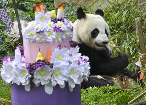 RUSIA-MOSCU-PANDA GIGANTE-KATYUSHA-CUMPLEAÑOS