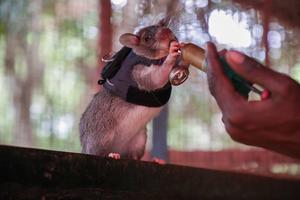 TANZANIA-MOROGORO-RATAS DE DETECCION-ENTRENAMIENTO