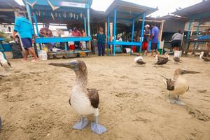 ECUADOR-PUERTO LOPEZ-VIDA COTIDIANA