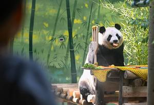 CHINA-TIANJIN-PANDA-CUMPLEAÑOS