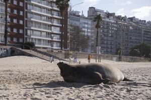 URUGUAY-MONTEVIDEO-ELEFANTE MARINO