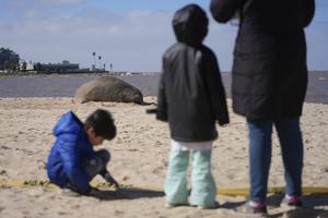 URUGUAY-MONTEVIDEO-ELEFANTE MARINO