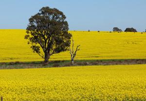 AUSTRALIA-NUEVA GALES DEL SUR-FLORES DE CANOLA