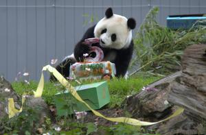 EEUU-WASHINGTON D.C.-PANDA GIGANTE-QING BAO-CUMPLEAÑOS