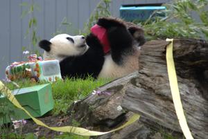 EEUU-WASHINGTON D.C.-PANDA GIGANTE-QING BAO-CUMPLEAÑOS