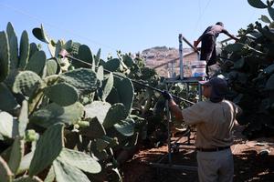 MEDIO ORIENTE-HEBRON-TUNAS-COSECHA