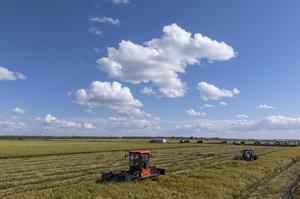 CHINA-HEILONGJIANG-ARROZ-COSECHA