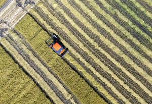 CHINA-HEILONGJIANG-ARROZ-COSECHA