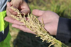 CHINA-HEILONGJIANG-ARROZ-COSECHA