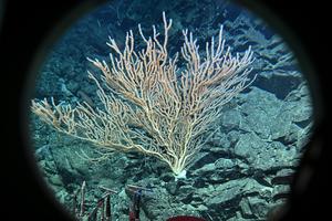 CHINA-JIAOLONG-INVESTIGACION CIENTIFICA DE AGUAS PROFUNDAS (2/5)