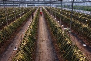 CHINA-ZHEJIANG-JINHUA-AGRICULTURA INTELIGENTE-PARQUE INDUSTRIAL (5/5)