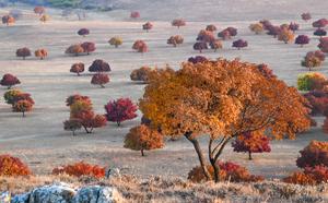 CHINA-MONGOLIA INTERIOR-LIGA DE HINGGAN-MAPLE-PAISAJE